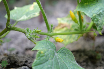 Cucumbers grow in the garden bed. Beginning of cucumber fruit growth