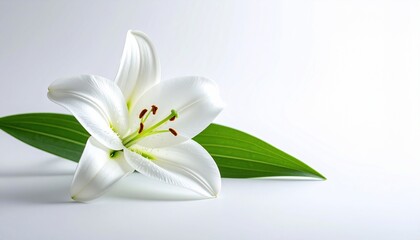 Elegant White Lily Bloom and Vibrant Green Leaf on a Pristine White Background