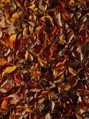 Autumn Foliage Carpet – Full Frame Fallen Leaves Texture– Nature Background