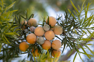 Outeniqua Yellowwood - Afrocarpus falcatus