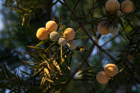 Outeniqua Yellowwood - Afrocarpus falcatus