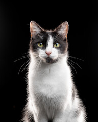 Portrait of a Tuxedo Cat looking at camera