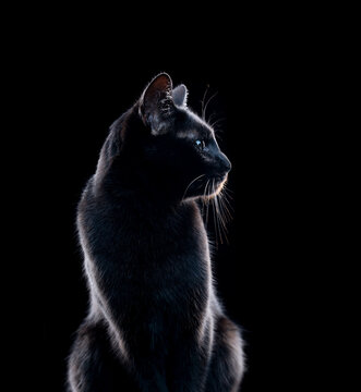 Side profile of black cat on black background