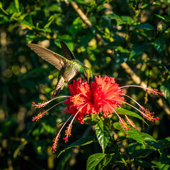 Fototapeta premium Vibrant nature shot of a hummingbird sipping nectar from a red hibiscus flower. Represents beauty, fragility, and the delicate balance of nature. Perfect for conservation campaigns.