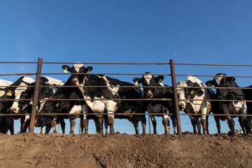 cows in cow farm fence
