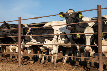 cows in cow farm fence

