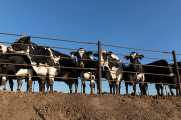 cows in cow farm fence
