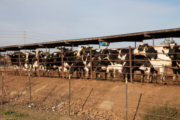cows in cow farm fence
