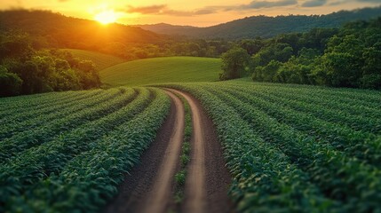 A dirt road traverses a vibrant green field at sunset. The scene evokes a sense of tranquility and rural beauty.