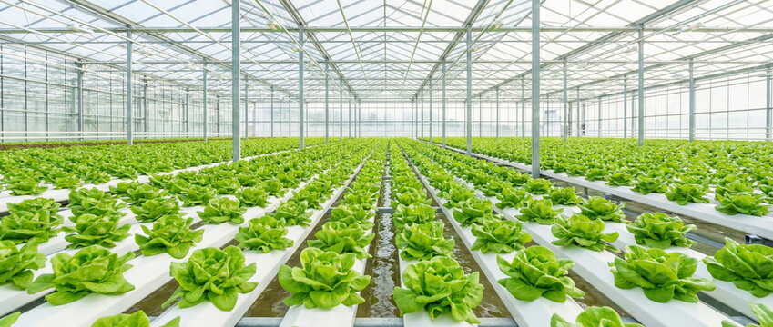 Lush green lettuce thrives in a modern hydroponic greenhouse, showcasing sustainable farming, fresh produce, and advanced agricultural technology. - Powered by Adobe