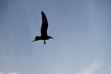 Nautic Vessels, Ships and Buildings at Hamburg Landungsbrücken. Fischauktionshalle. Silhouette.