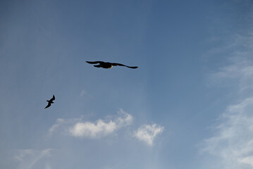 Nautic Vessels, Ships and Buildings at Hamburg Landungsbrücken. Fischauktionshalle. Silhouette.