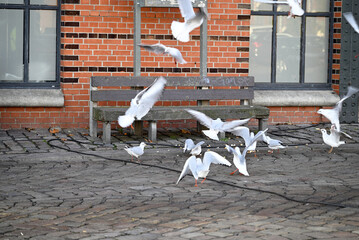 Nautic Vessels, Ships and Buildings at Hamburg Landungsbrücken. Fischauktionshalle. Silhouette.