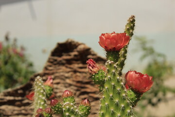 Cactus en floración con múltiple capullos.
Fotografía detallada de un cactus en flor con varios capullos rojos y una flor principal abierta. Ideal para temas botánicos y ambientales.