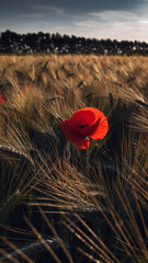 Naklejka premium A vibrant red poppy stands tall in a golden wheat field, backlit by the setting sun. Evokes themes of remembrance, nature, resilience, rural beauty. Suitable for editorials, or advertising projects.