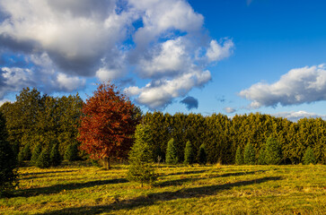Pine farm in the end of autumn, with an oak tree in left with red and orange leaves, while the low sun cast long pine shadows in the foreground.