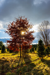 Vibrant autumn landscape of a pine farm, focusing on a central tree with red and orange foliage illuminated from behind by the sun, likely an oak, whose red and orange leaves are saturated with color.