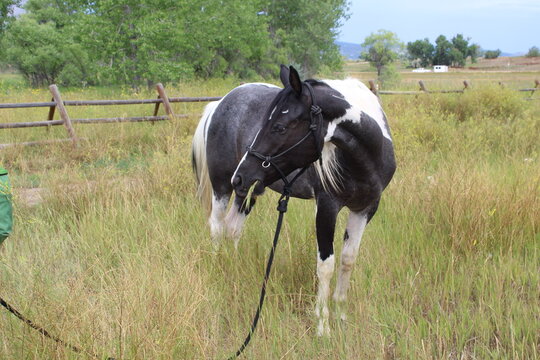 A brown and white horse with bridle standing in a field with a fence and trees in the background