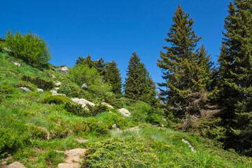 Obraz premium Landscape of Vitosha Mountain, Bulgaria