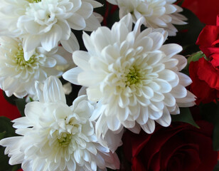 White Chrysanthemums Bouquet with Red Rose Accents