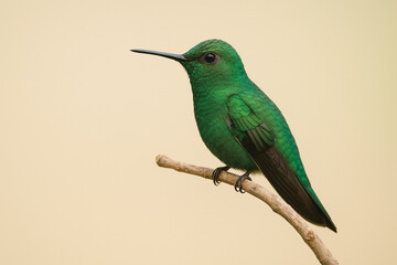 Obraz premium Emerald Hummingbird Perched on Branch