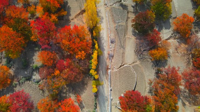 Aerial view of autumn trees and road, Pakistan.