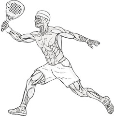 An anatomical illustration of a male padel player in a dynamic lunge, revealing the muscular system while playing.