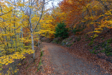 Sao Lourenco Woods in Autumn. Yellow, Orange and Yellow Beech Forest and Walking Path. Fall Colors. Serra da Estrela, Portugal