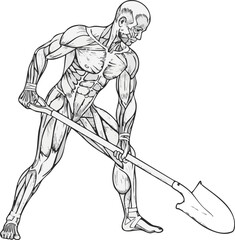 Anatomical illustration of a muscular male &eacute;corch&eacute; figure digging with a shovel, showing detailed human musculature in action.