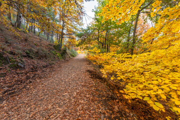 Sao Lourenco Woods in Autumn. Yellow, Orange Beech Forest and Walking Path with Fallen Leaves. Fall Colors. Serra da Estrela, Portugal