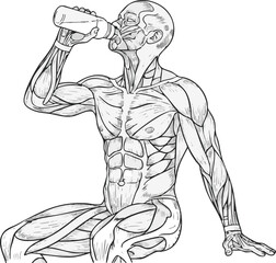 Anatomical illustration of a muscular man resting and drinking from a bottle, showing the human muscular system.