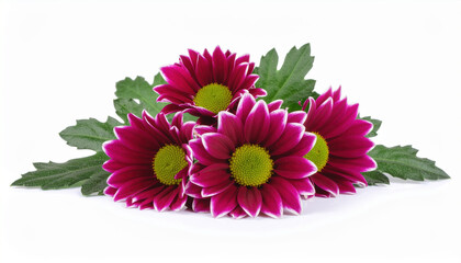 Magenta daisy chrysanthemum flower green leaf yellow center studio still life