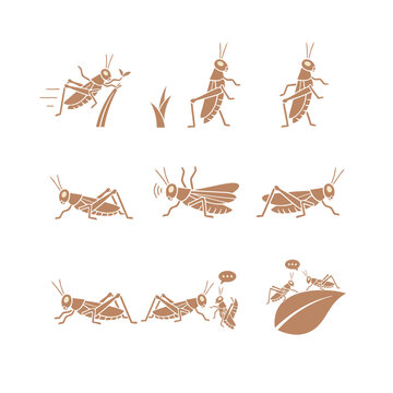 Nine brown grasshopper and locust icons in various poses, showing movement, eating, and communication vector graphic.