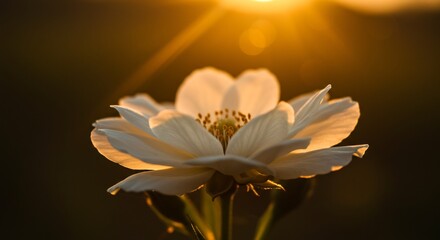 夕日に輝く白い花繊細な花びらが金色に染まり美しく浮かび上がる幻想的な瞬間. AI Generated
