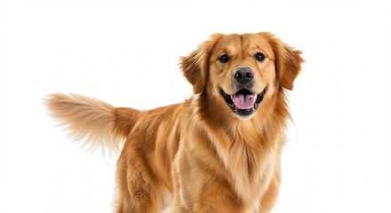 純粋な白い背景に映える活発で陽気なゴールデンレトリバーの愛らしい姿. AI Generated