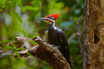 Pileated Woodpecker - male