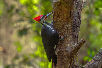 Pileated Woodpecker - male