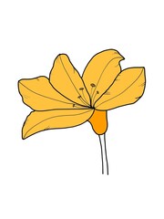 simple image of flowers