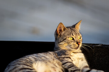 Domestic cat with green eyes sitting on the roof of a house