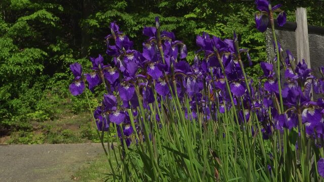 Butterflies and bees pollinate purple iris flowers in a garden beside a country road during a sunny spring day.