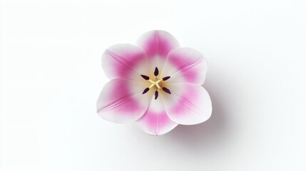 topdown. Single tulip flower centered on a beige surface, arranged in a minimalist top-down flat lay composition. gardening catalogs, home-decor guides, designed for gardening and botanical catalogs.