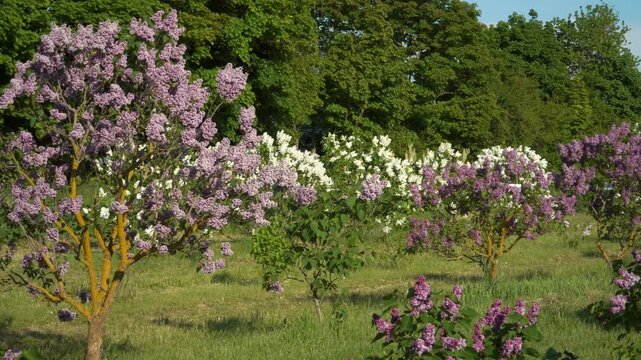 Panoramic spring view of blooming lilacs in Dobele (Latvia) vast garden, with purple and white flowers glowing under sunlight and surrounded by lush green trees.
