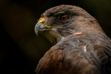 Close-up profile of a hawk against a dark background