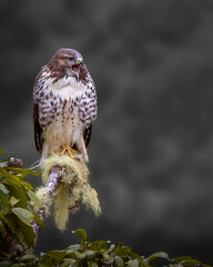 Close-up profile of a hawk against a dark background