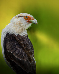 Close-up of a crested caracara against a blurred natural background