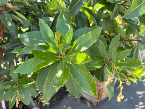 A view of the leaves of a marina strawberry tree.