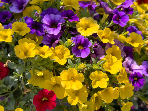 A view of some purple and yellow calibrachoa flowers.