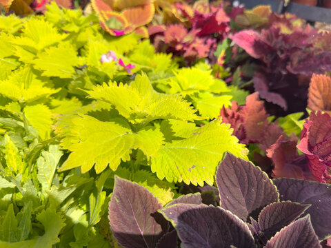 A view of the green leaves of a coleus plant.