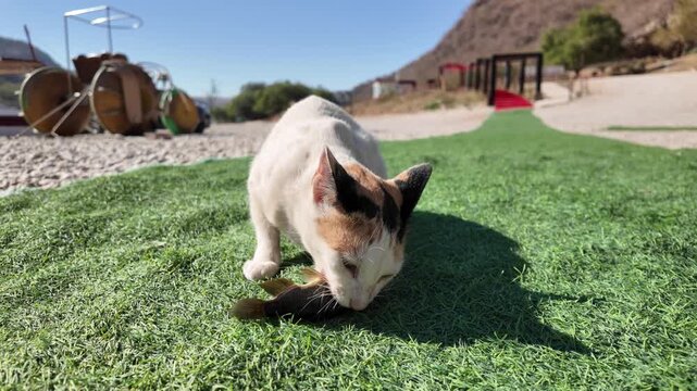 Calico cat eating a fresh fish outdoors on artificial green grass, showcasing the natural habitat and animal life in the scenic Wadi Darbat valley, Oman