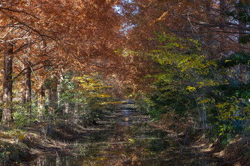 小川と紅葉のトンネル